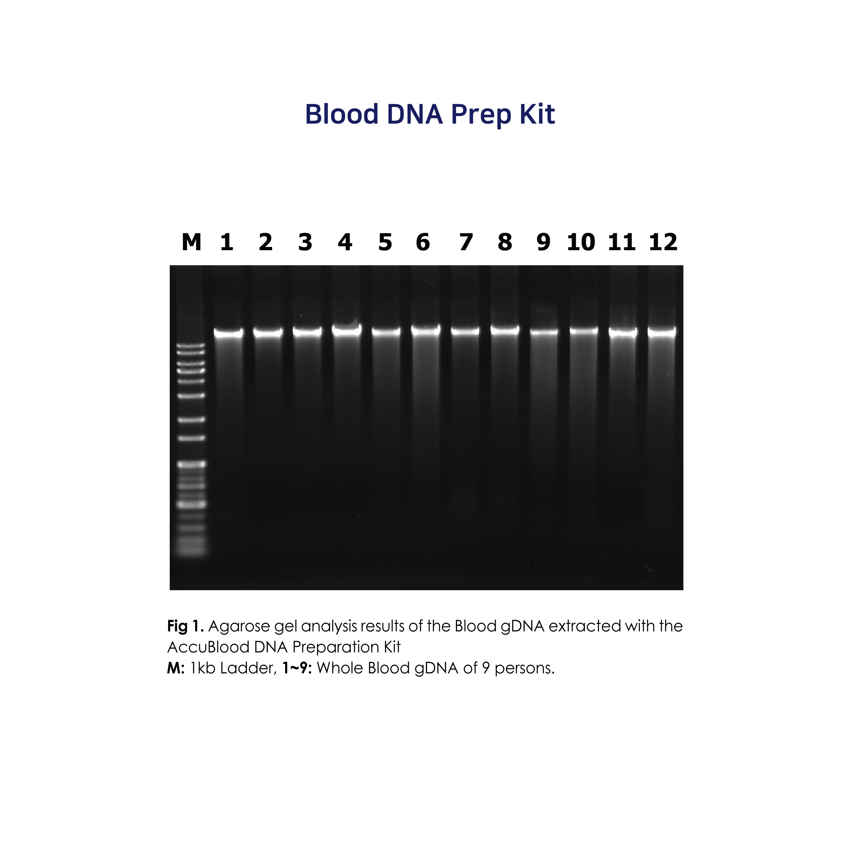 211220Exp Data_Blood DNA Prep Kit01