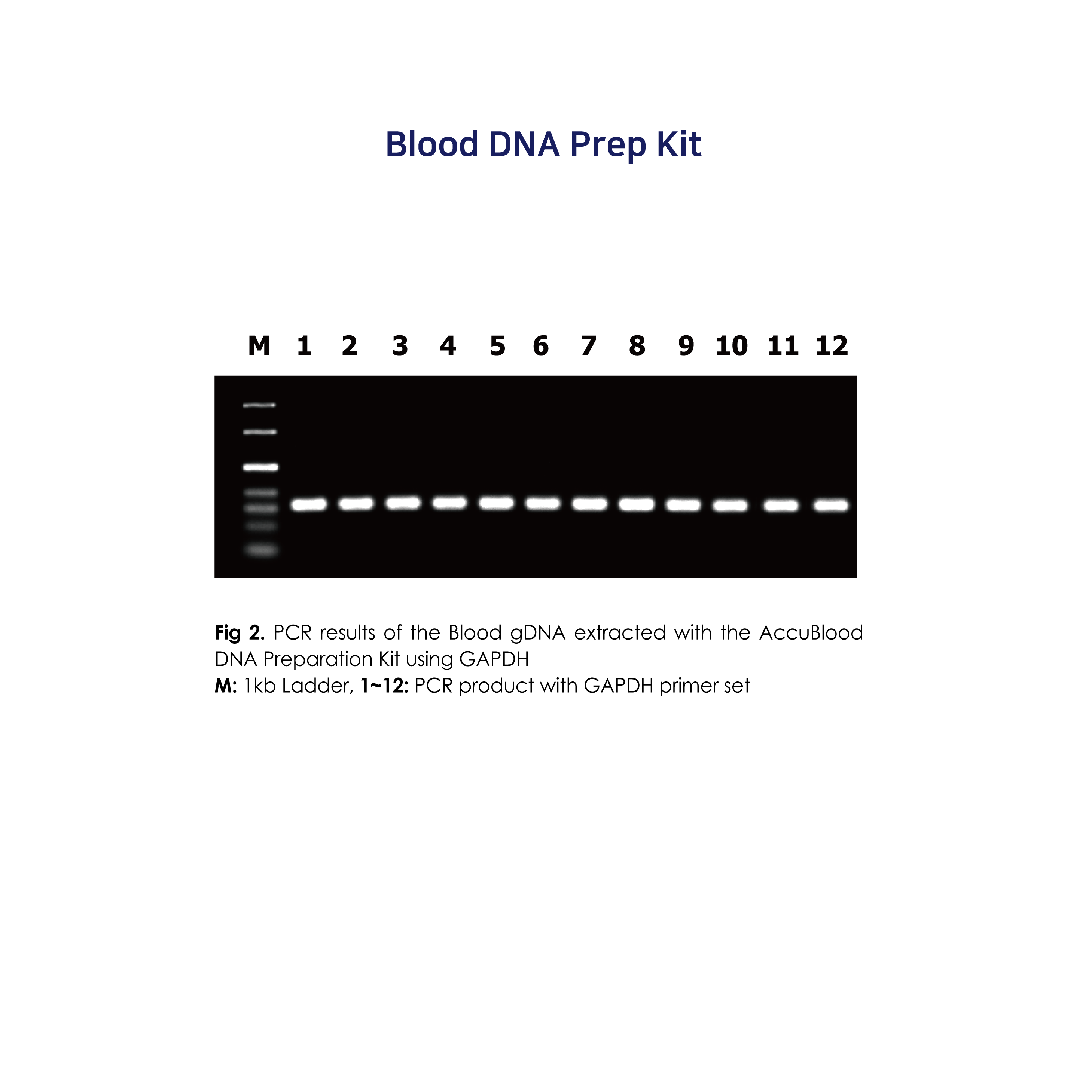 211220Exp Data_Blood DNA Prep Kit02