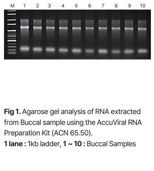 Experimental Data_AccuViral RNA Prep Kit 1_220906